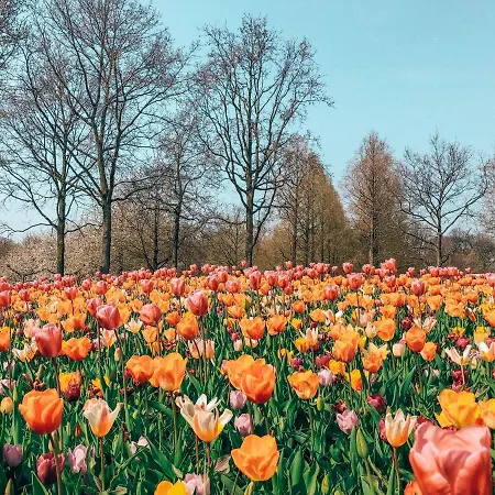 Lowietje - Keukenhof Lisse